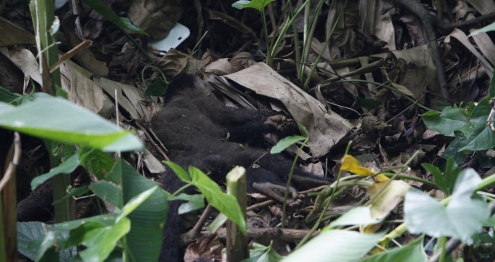 Macacos foram achados mortos por moradores do Catrambi em área de mata